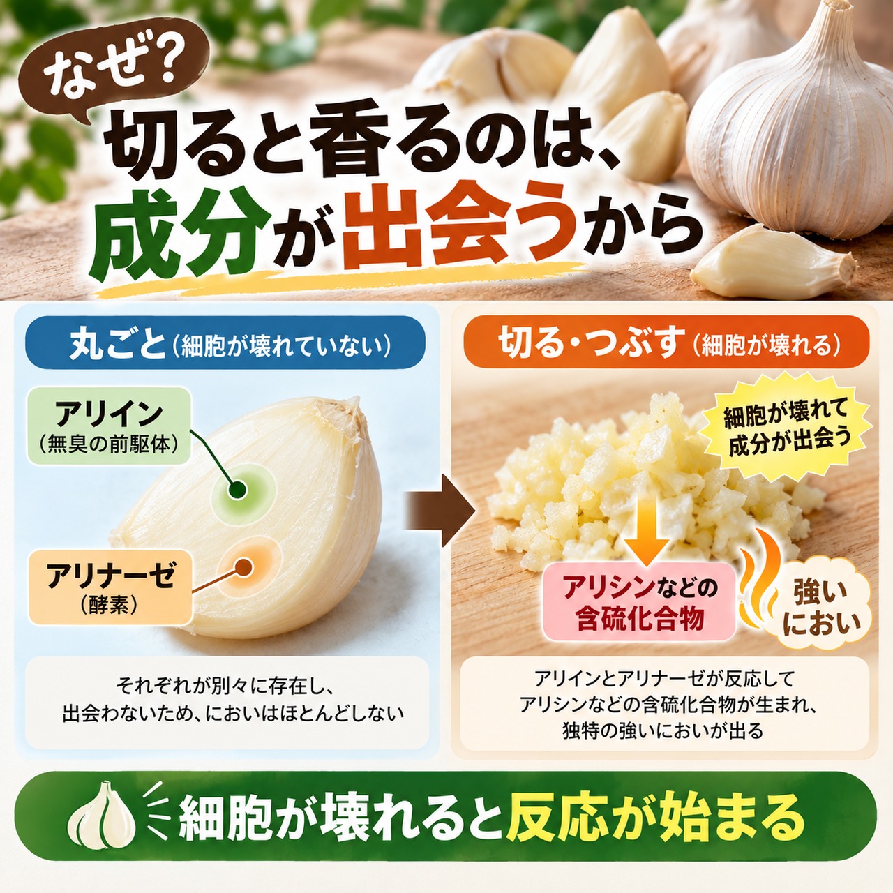丸ごとのにんにくではアリインとアリナーゼが別に存在し、切る・つぶすと反応してアリシンなどの含硫化合物が生まれる仕組み
