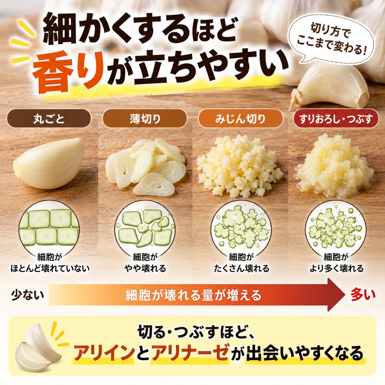 丸ごと、薄切り、みじん切り、すりおろしの順ににんにくの細胞が壊れる量が増え、香りが立ちやすくなることを示した図
